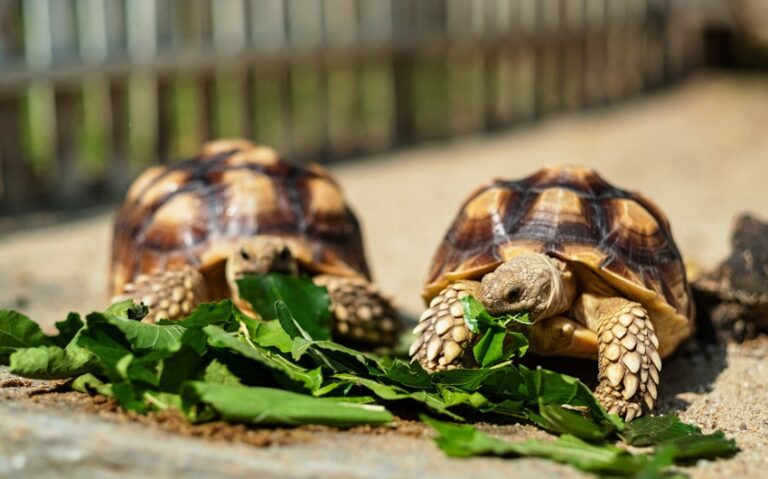 What Vegetables Can Tortoises Eat? Top 13 Healthy Choices