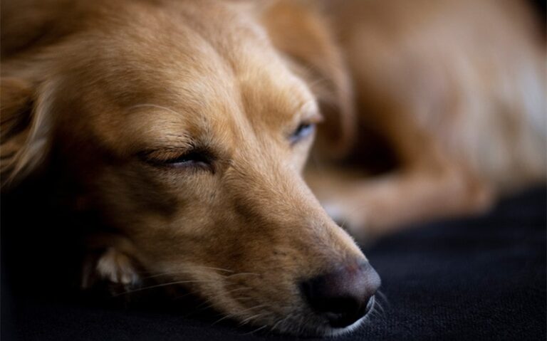 Why Do Dogs Whimper in Their Sleep? Top 4 Explanations