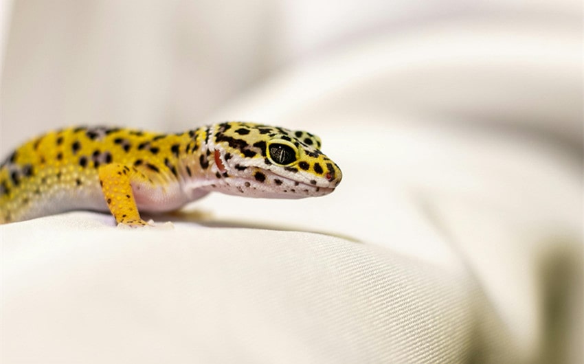 Average Leopard Gecko Lifespan