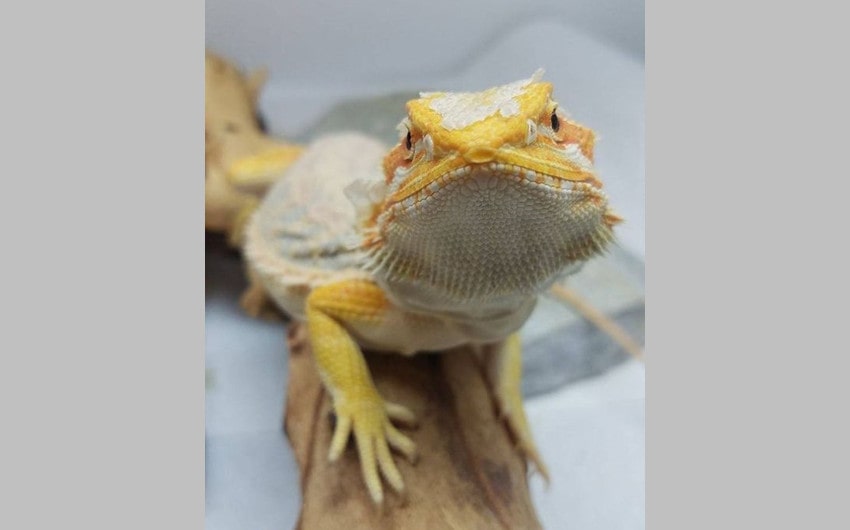 Bearded Dragon Shedding