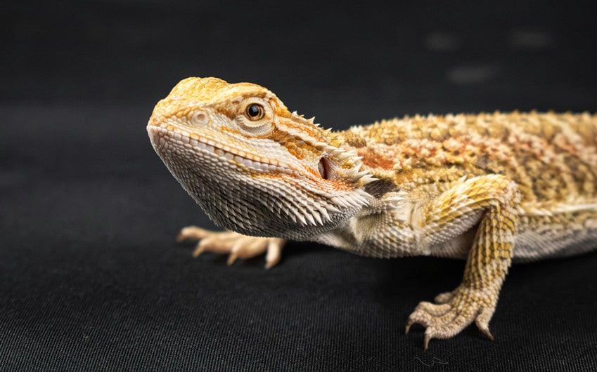 Bearded Dragons