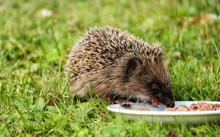 Diet and Nutrition for Hedgehogs