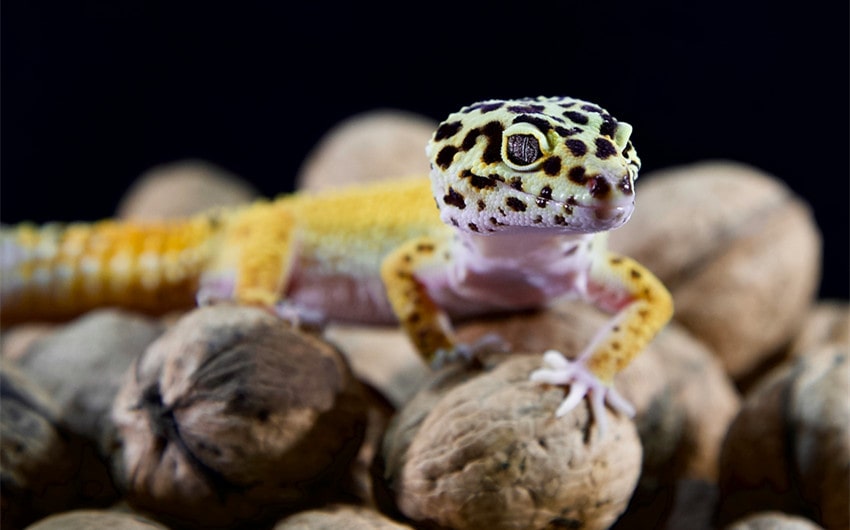 Factors That Affect Leopard Gecko Lifespan