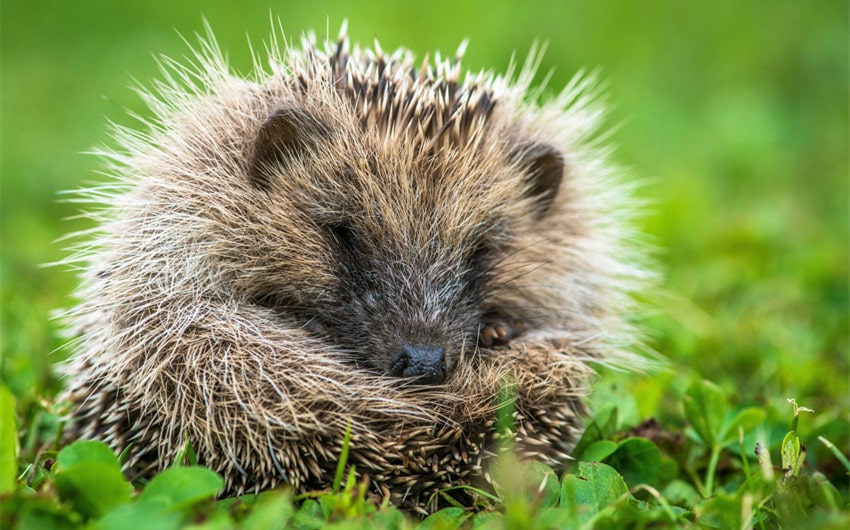 Frequently Asked Questions about Pet Hedgehogs