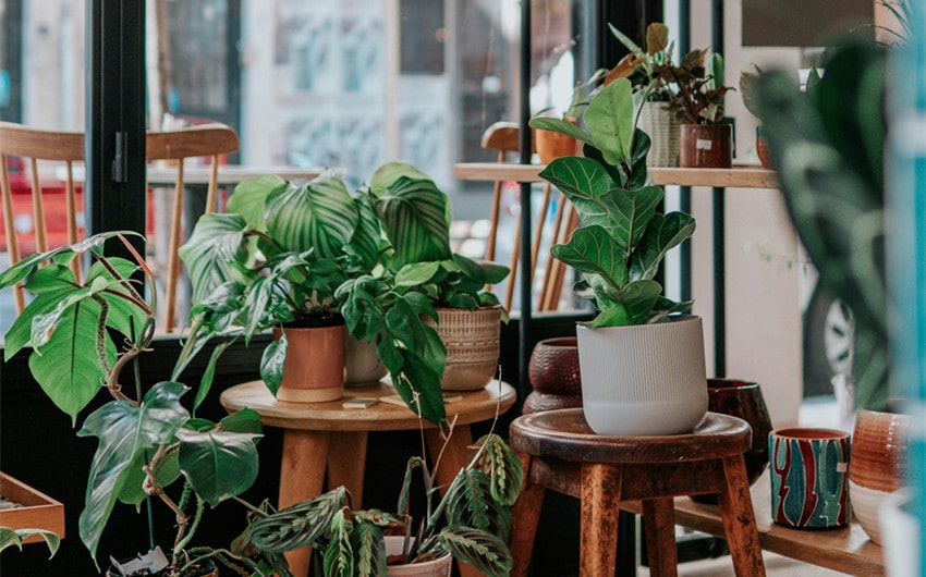 Fresh Flowers and Plants