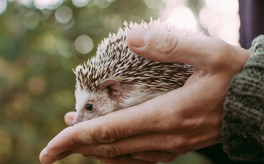 Handling and Bonding with Your Pet Hedgehog