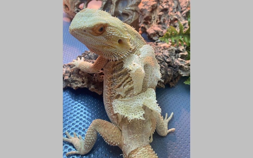 How to Care for a Shedding Bearded Dragon