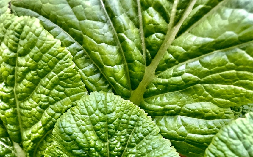 Mustard Greens