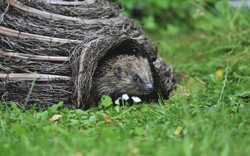 Setting Up a Hedgehog Habitat