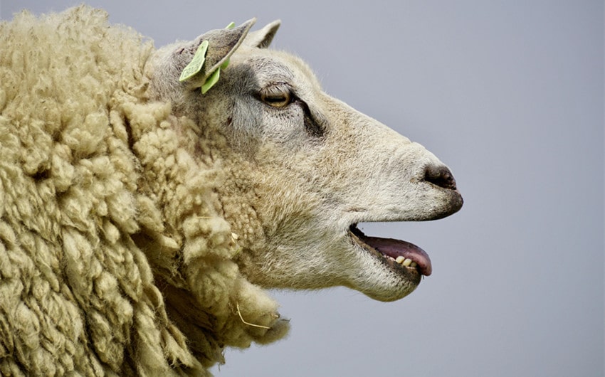 Sheep Names Based on Personality