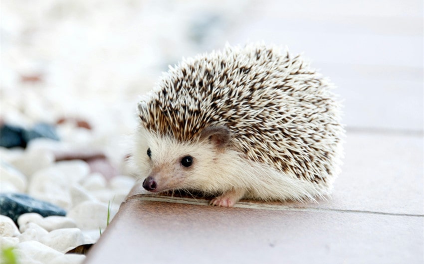 Types of Pet Hedgehogs