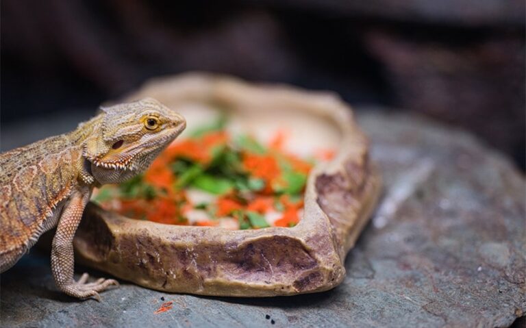 Can Bearded Dragons Eat Carrots? A Complete Guide for You