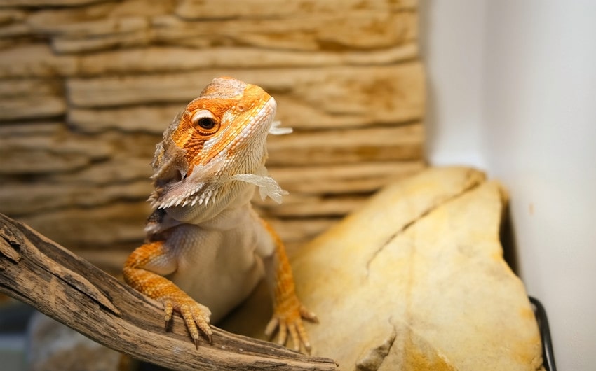 how often do bearded dragons shed