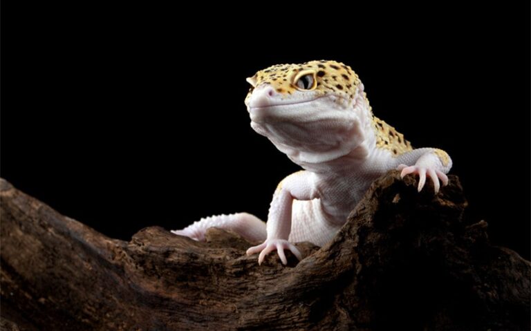 4 Key Factors That Influence Leopard Gecko Lifespan