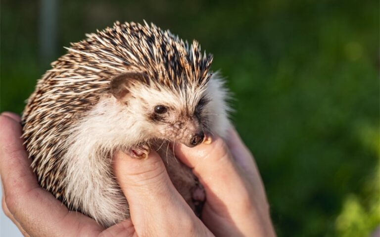 5 Things to Know Before Bringing Home a Pet Hedgehog