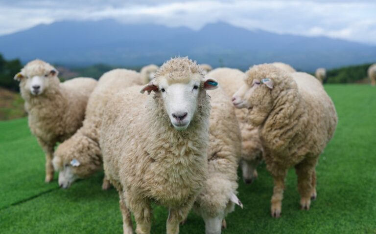 285 Unique and Creative Sheep Names Perfect for Your Flock