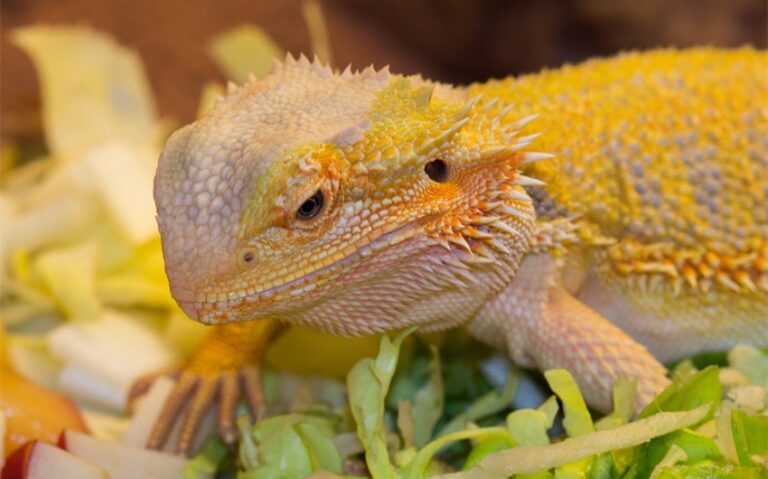 15 Safe Veggies for Bearded Dragons to Keep Them Healthy