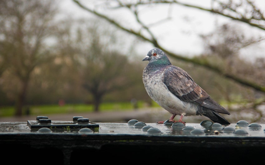 True Cost of Pigeon Infestations