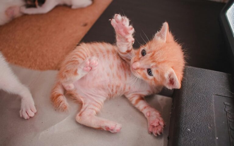 joys of pet adoption
