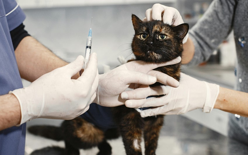Pet Emergency