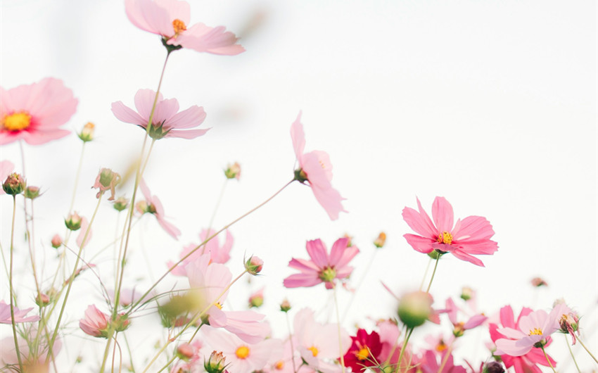 Names Meaning Rebirth in Different Languages