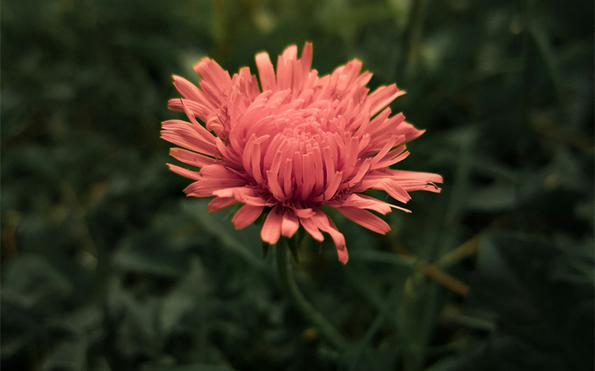 Popular Girl Names That Mean Rebirth