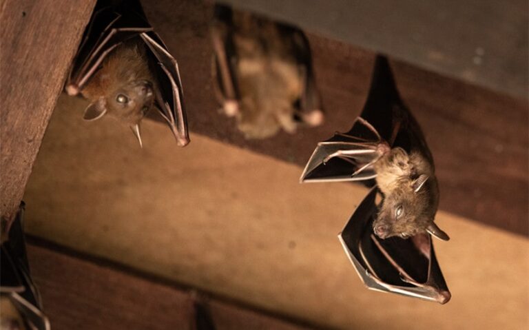 bat control cost