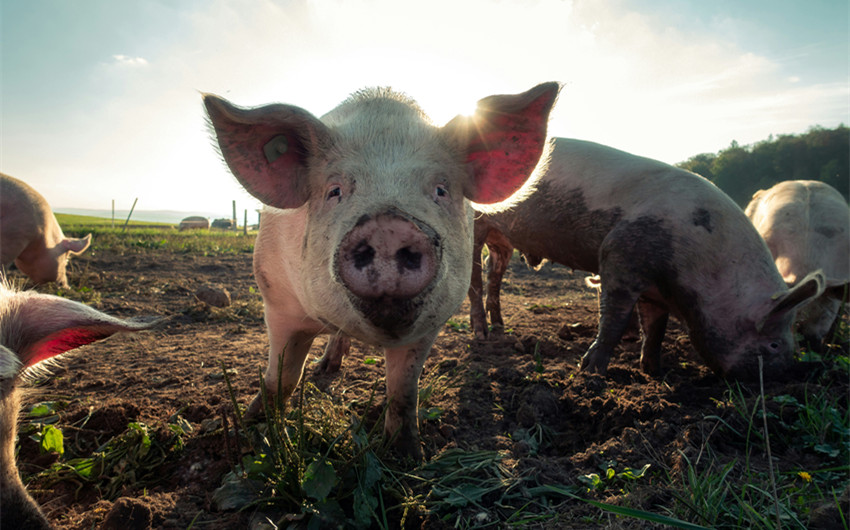 Environmental and Public Health Impact of Pork Farming