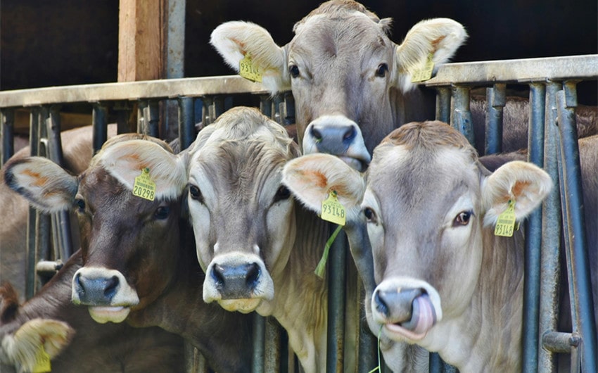 Ethical Concerns Around Animal Welfare