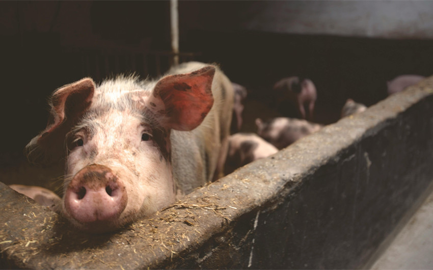 Risk of Parasites and Bacterial Infections