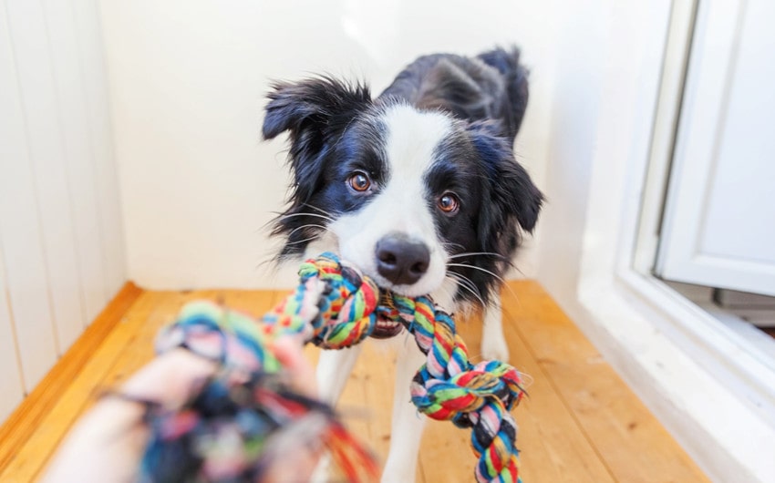 Essential Tips for New Dog Owners