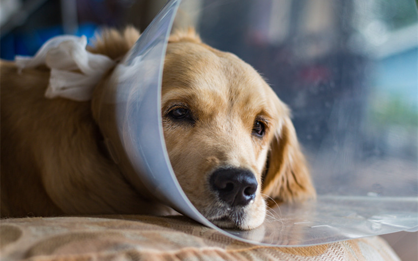 reasons not to neuter your dog